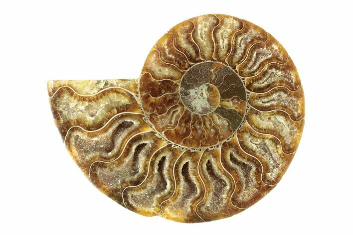 Cut & Polished Ammonite Fossil (Half) - Madagascar #270342